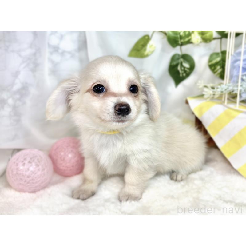 成約済の滋賀県のチワックス:チワワ×ミニチュアダックスフンド-411766の2枚目